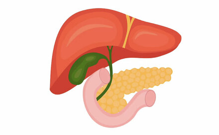 Abbildung Leber, Gallenwege und Bauchspeicheldrüse (Bereich HPB)
